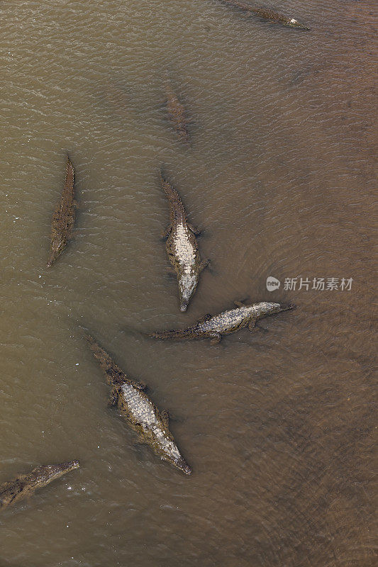 crocodiles in rio tárcoles, costa rica